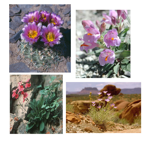 Pariette cactus, Graham's penstemon, Maguire's primose, Moab woodyaster